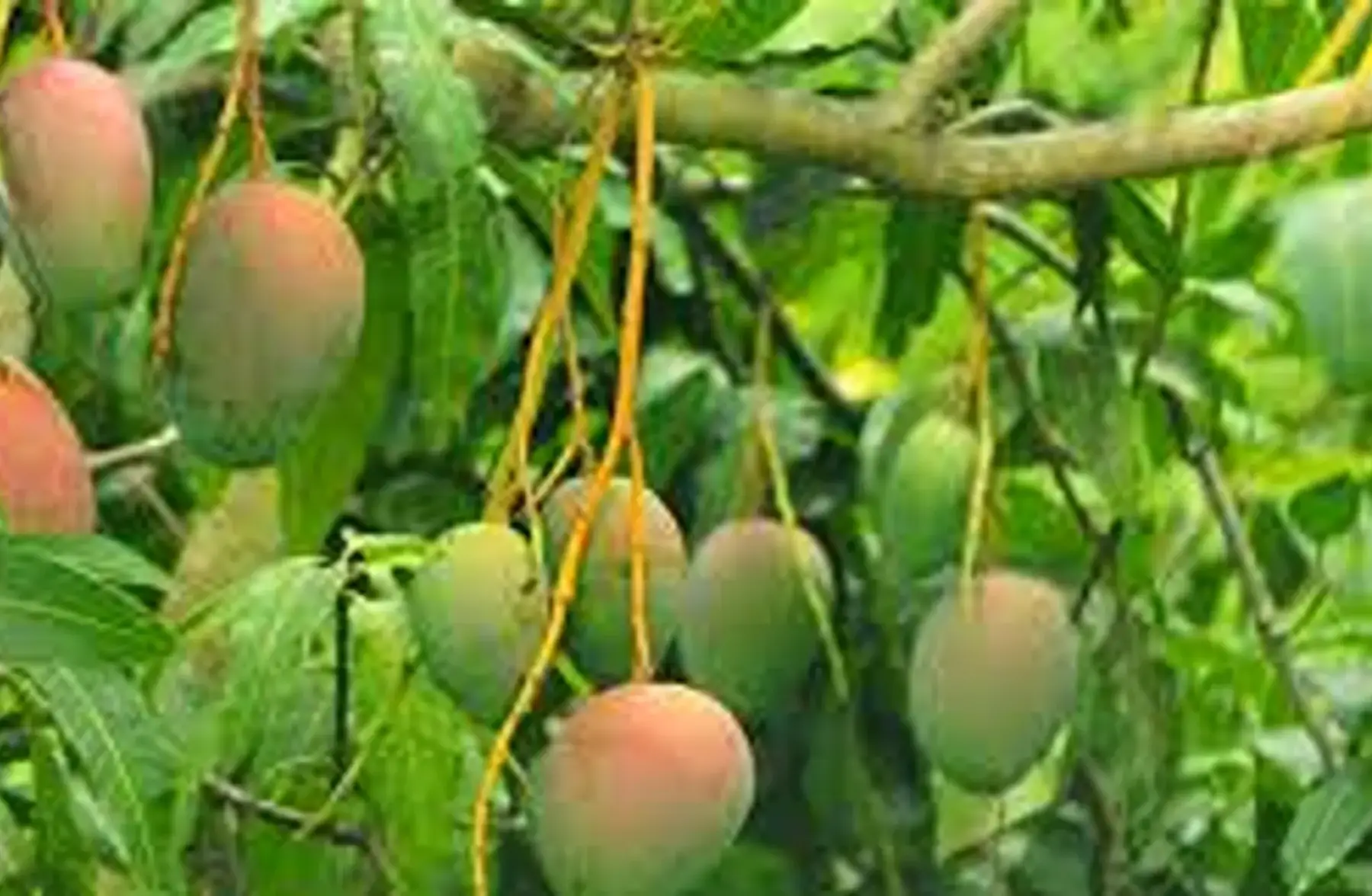 mangue sauvage du cameroun ( 2e50/piéce) environ