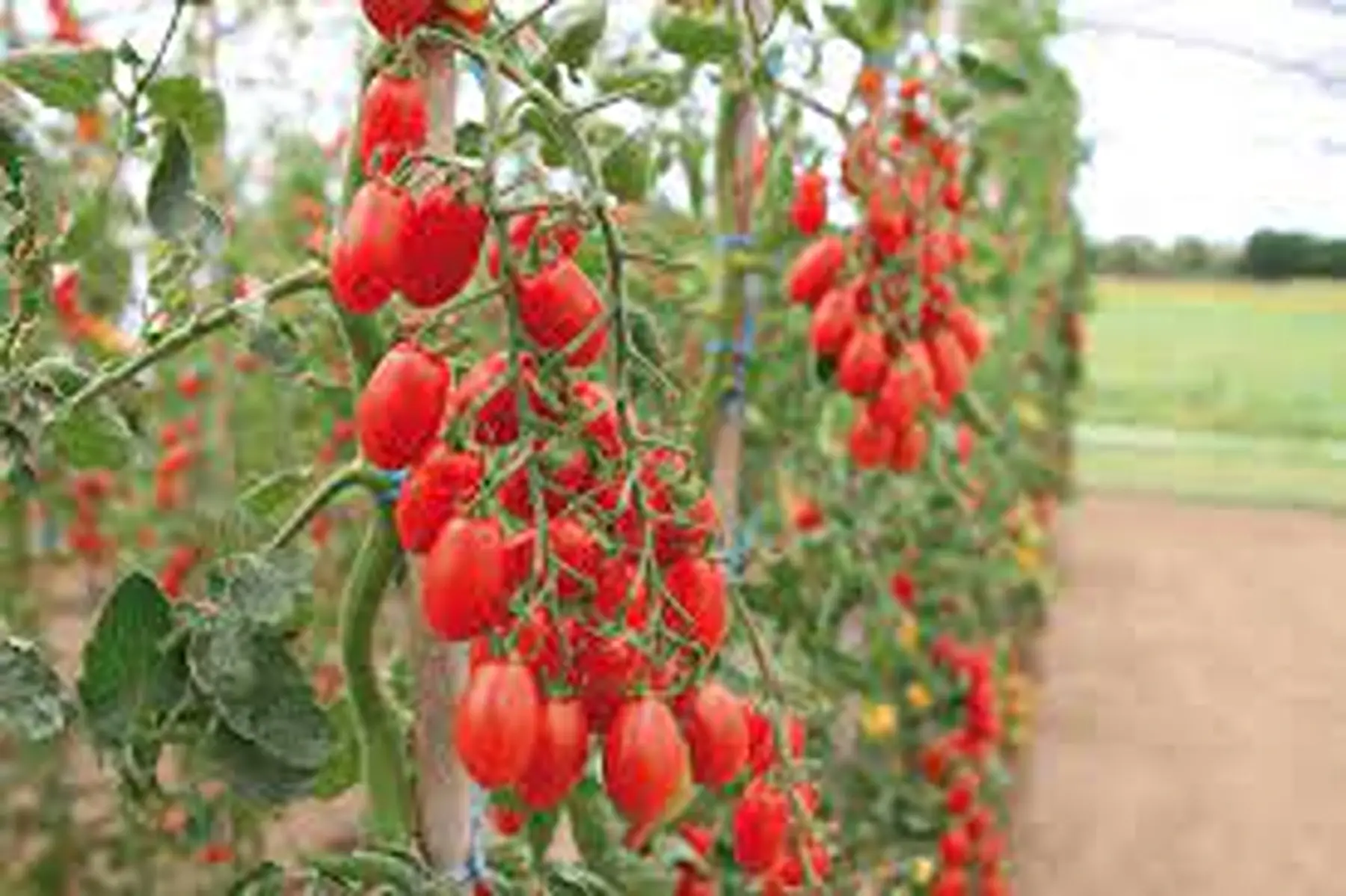 1er tomate cerise allongée du sud
