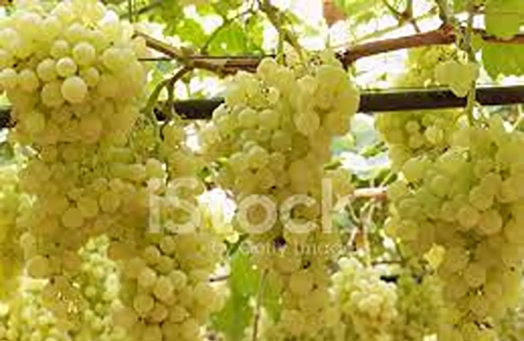 raisin blanc sans pépins de Sicile