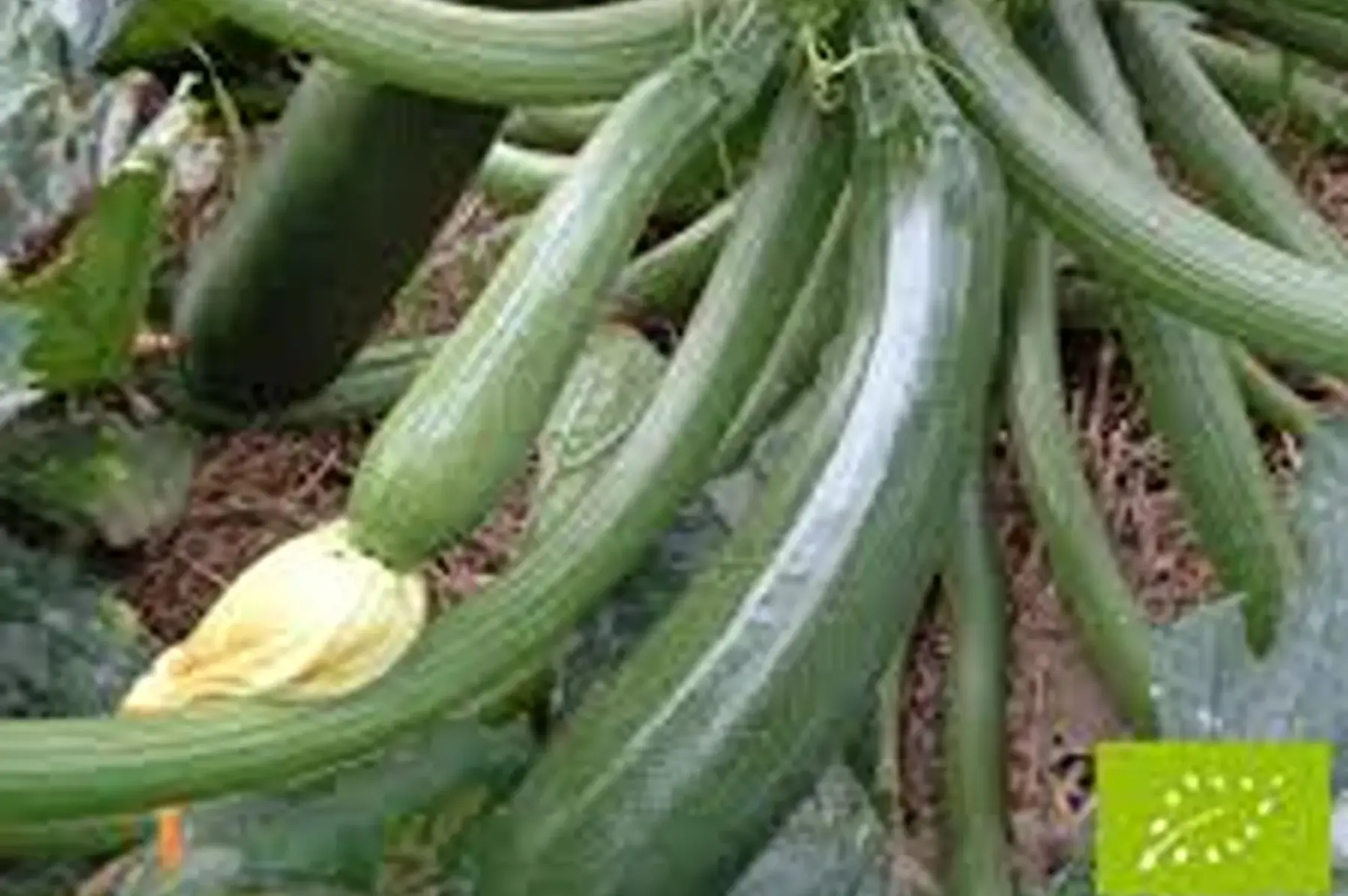 courgette verte de france. (Fin ! )