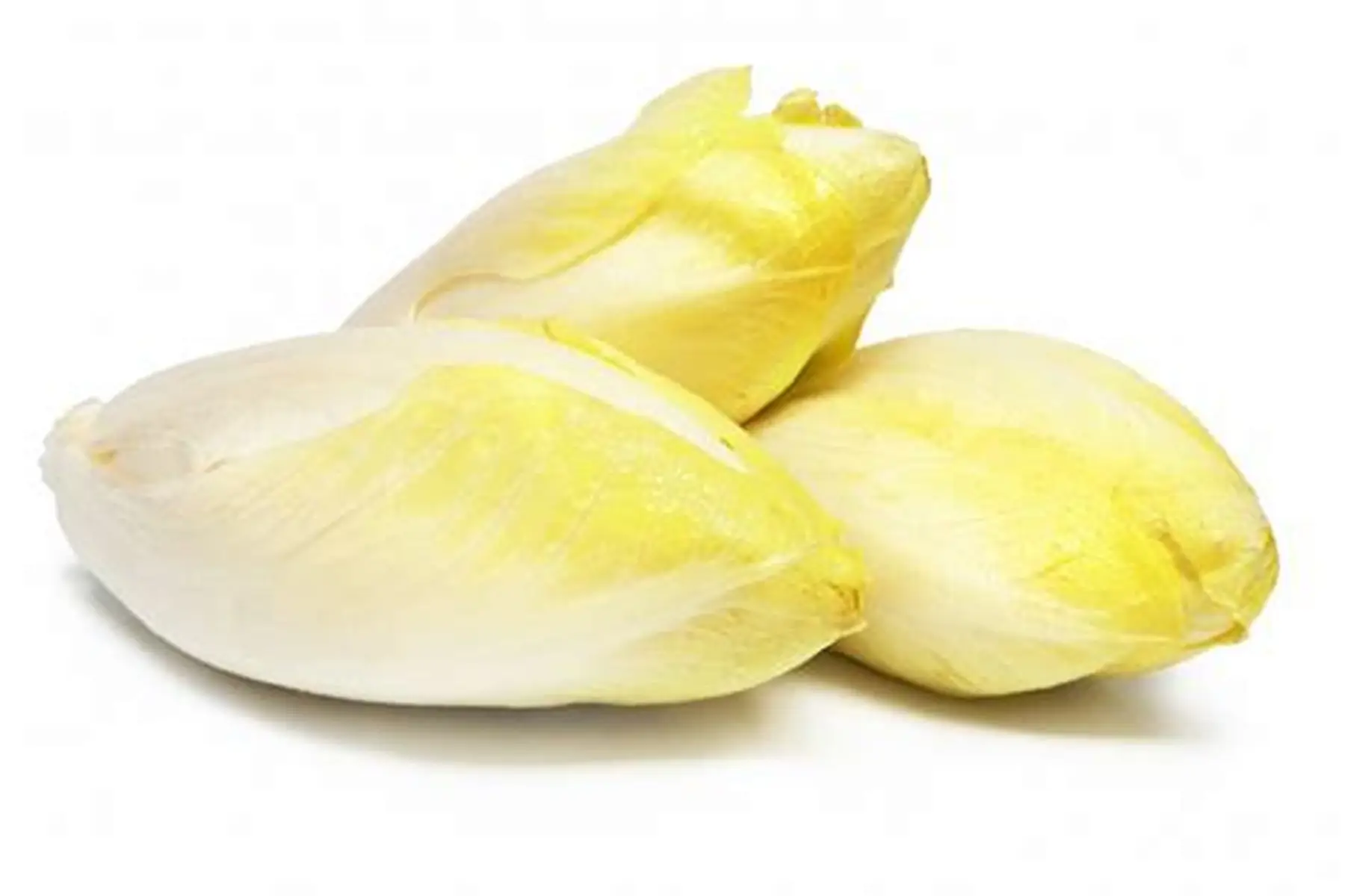 endive du nord-finistere