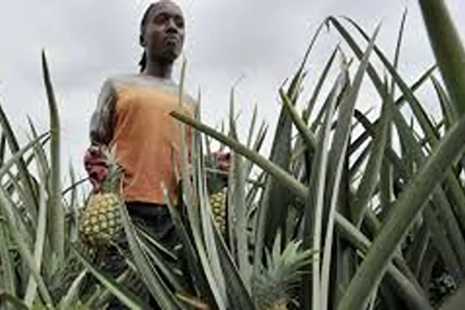 gros ananas du costa-rica 6e/p