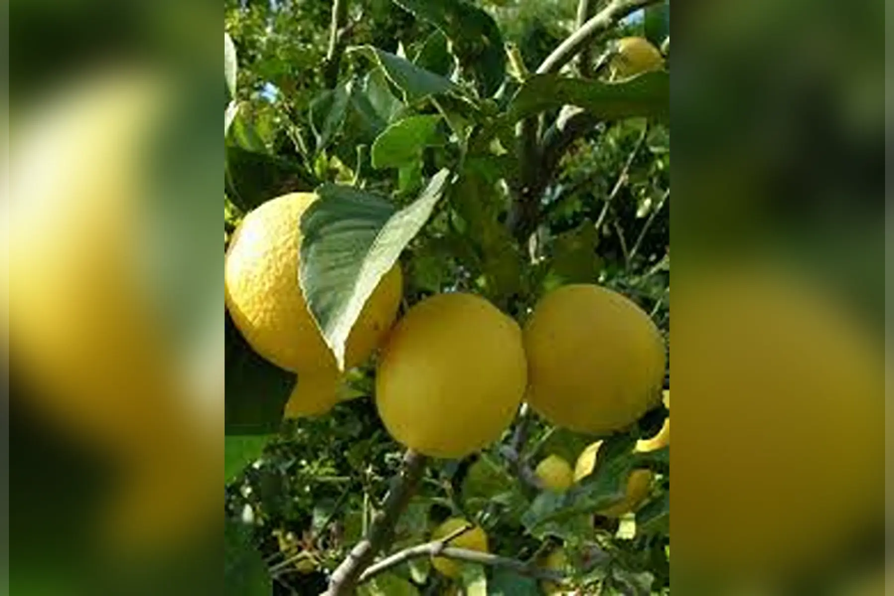 1er... pomelo star rubis d' espagne