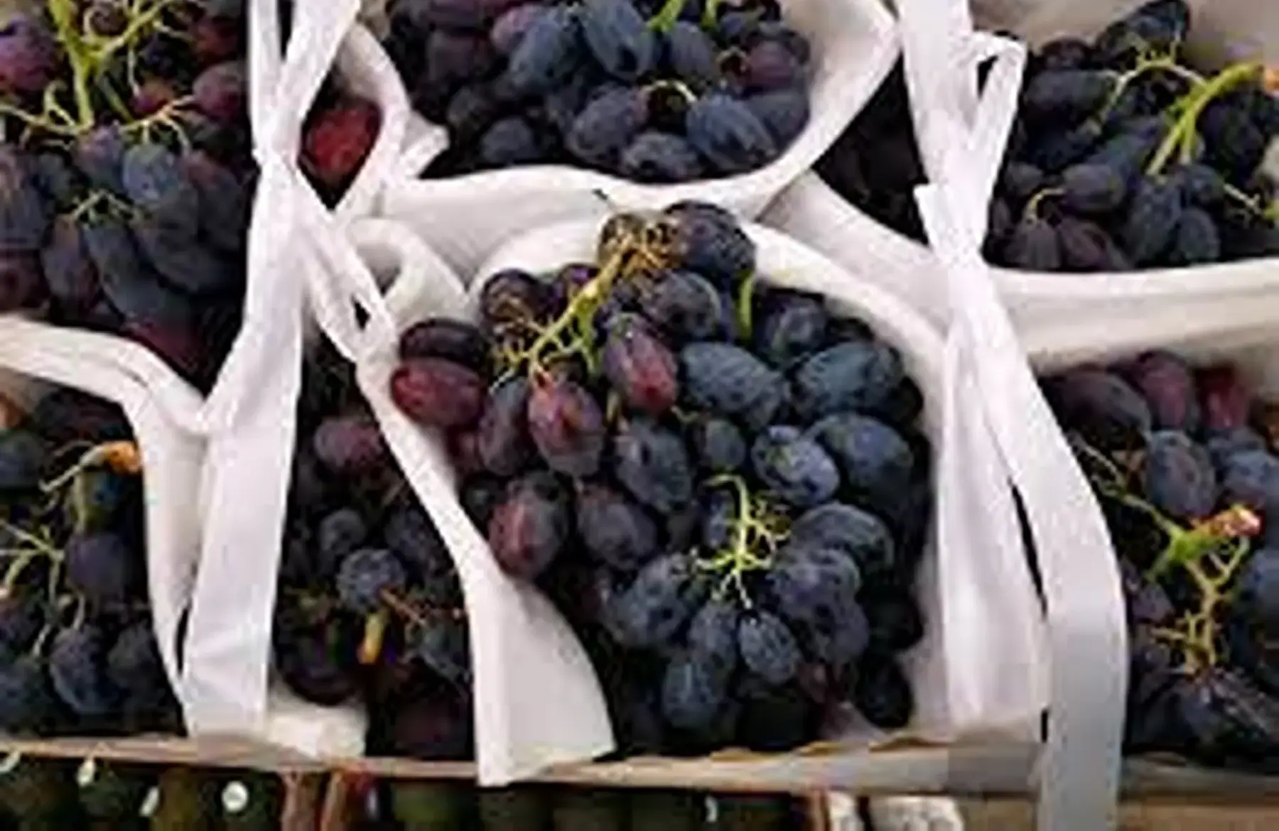 raisin noire ribol France du Vaucluse