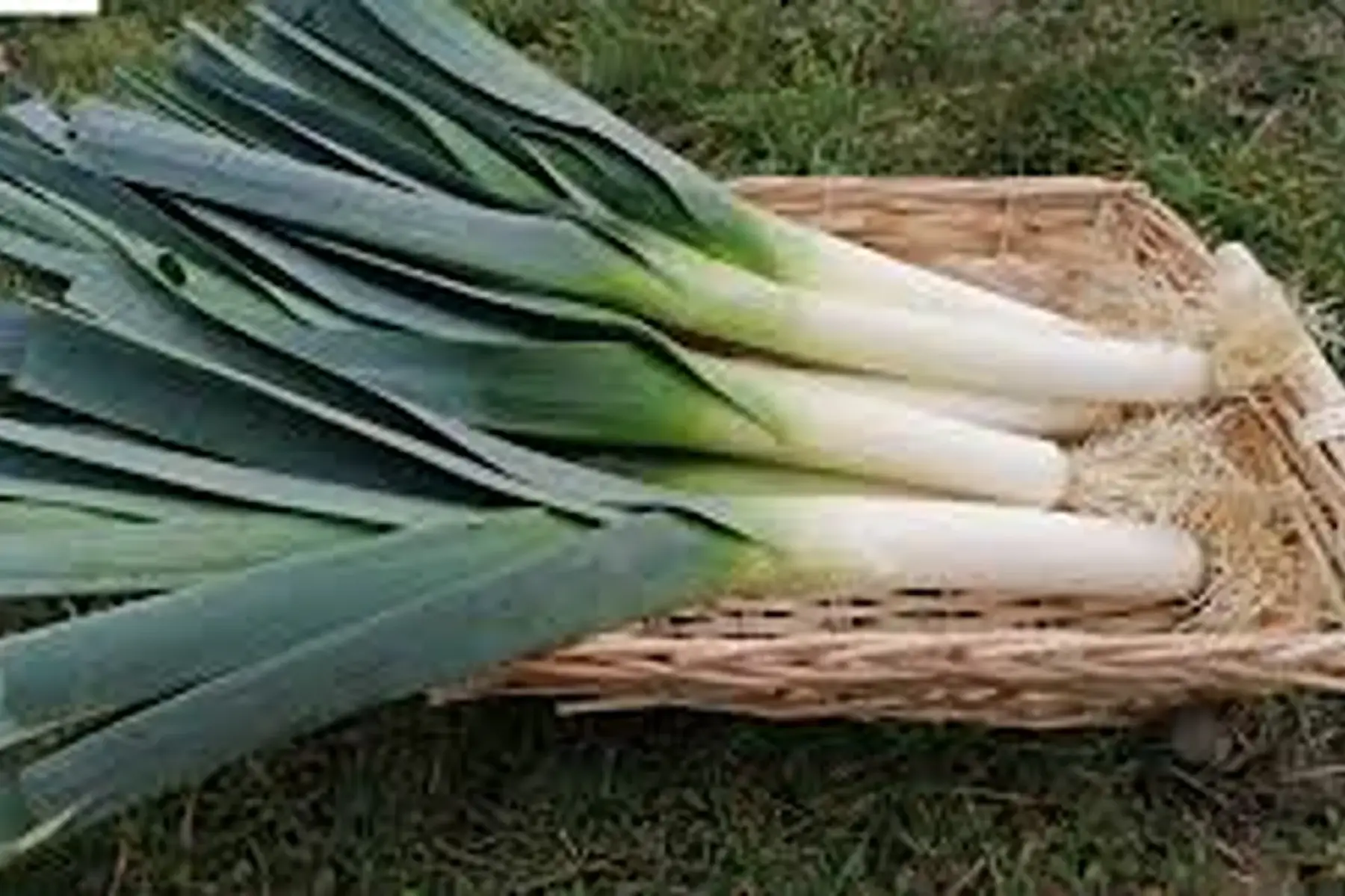 poireaux nouveaux de bretagne en vrac