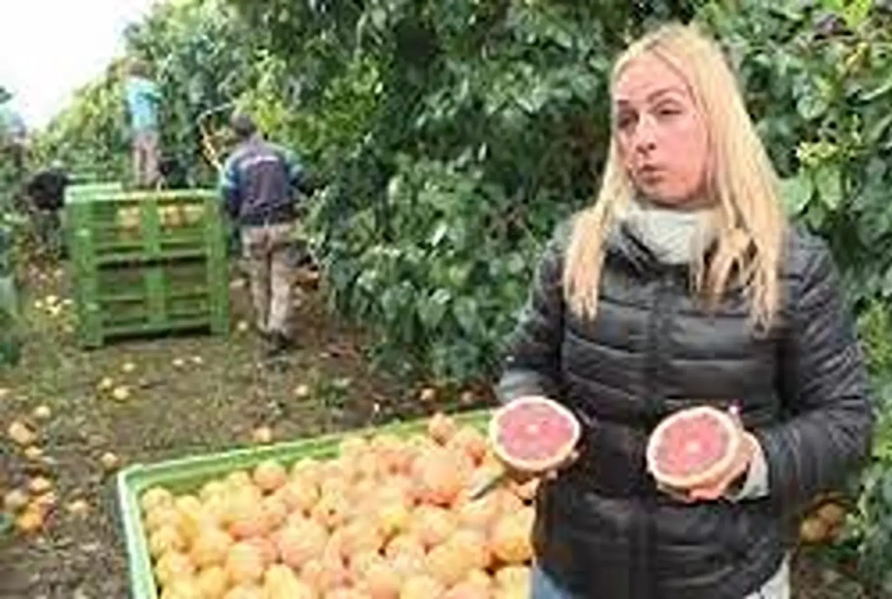 1er pomelos rose corse !! extra de (tallone) sans pépins fin !petit