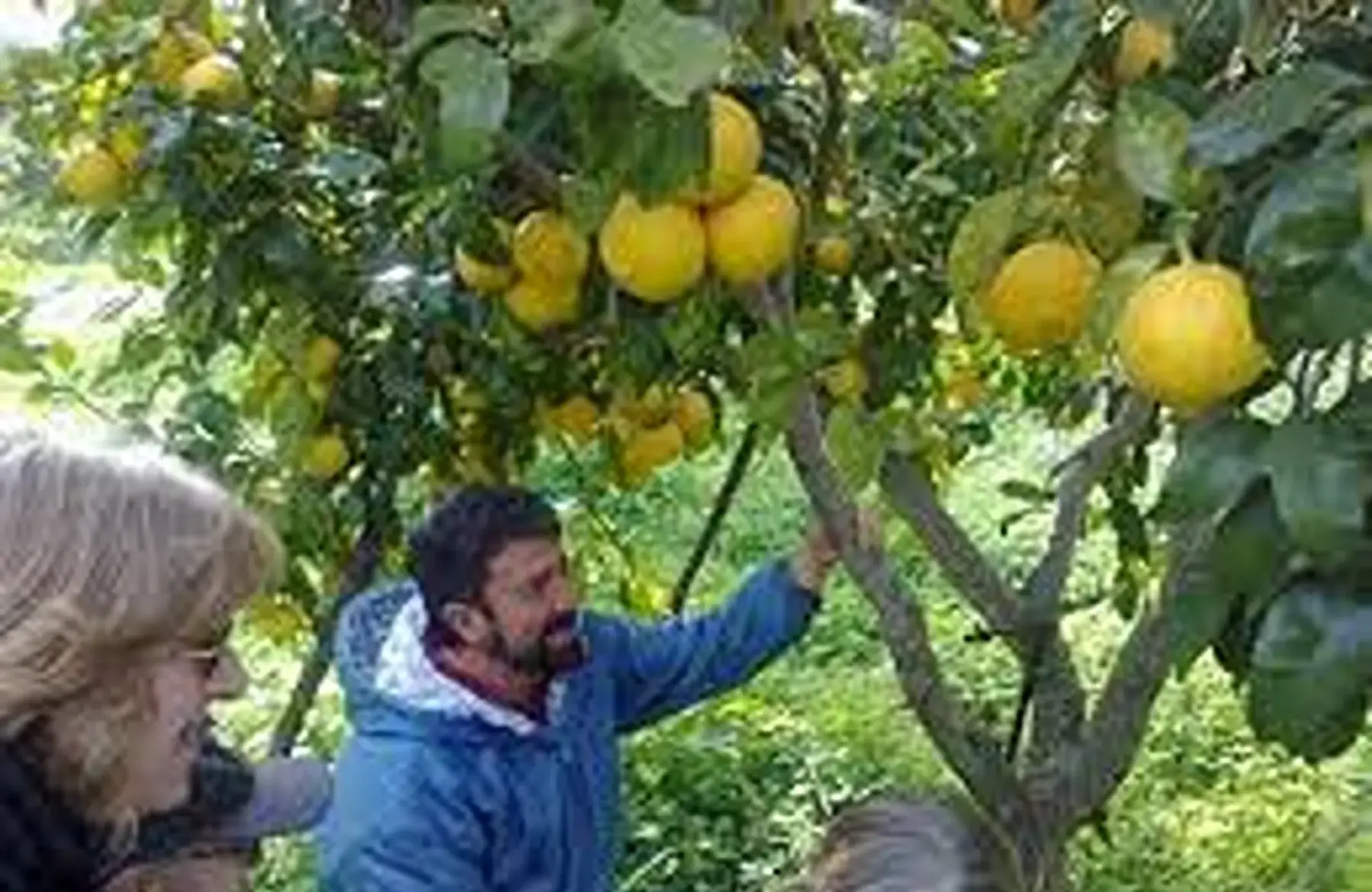 1er citron-bergamotte de calabre !! (sud'italie)