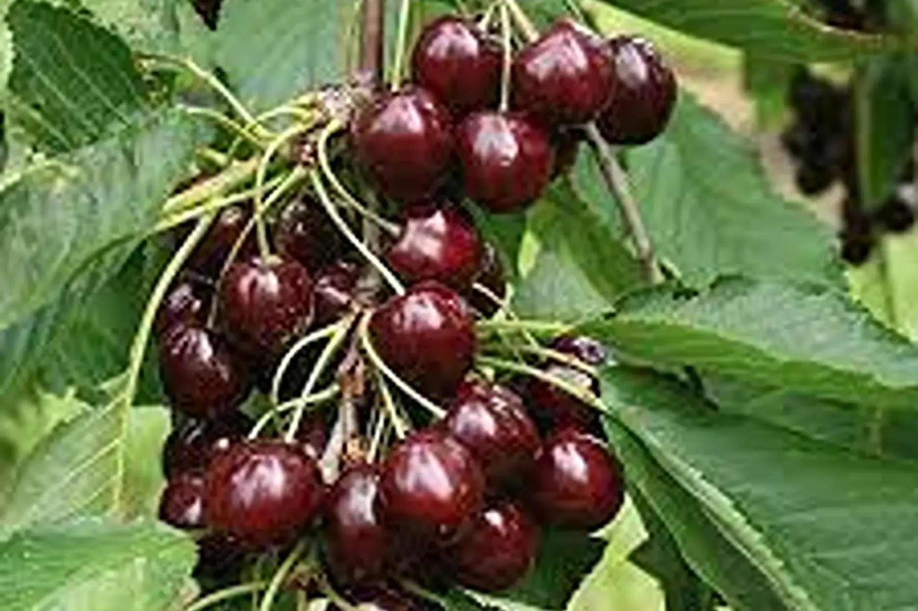 cerise rouge bigareau "regina" de provence (derniére)