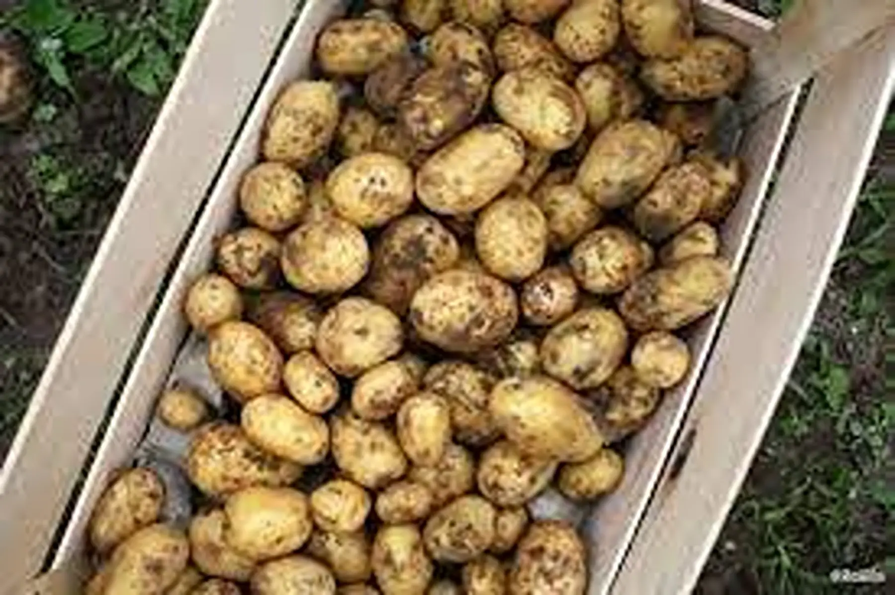 Pdt primeur allianss (ferme) des C. D'armor