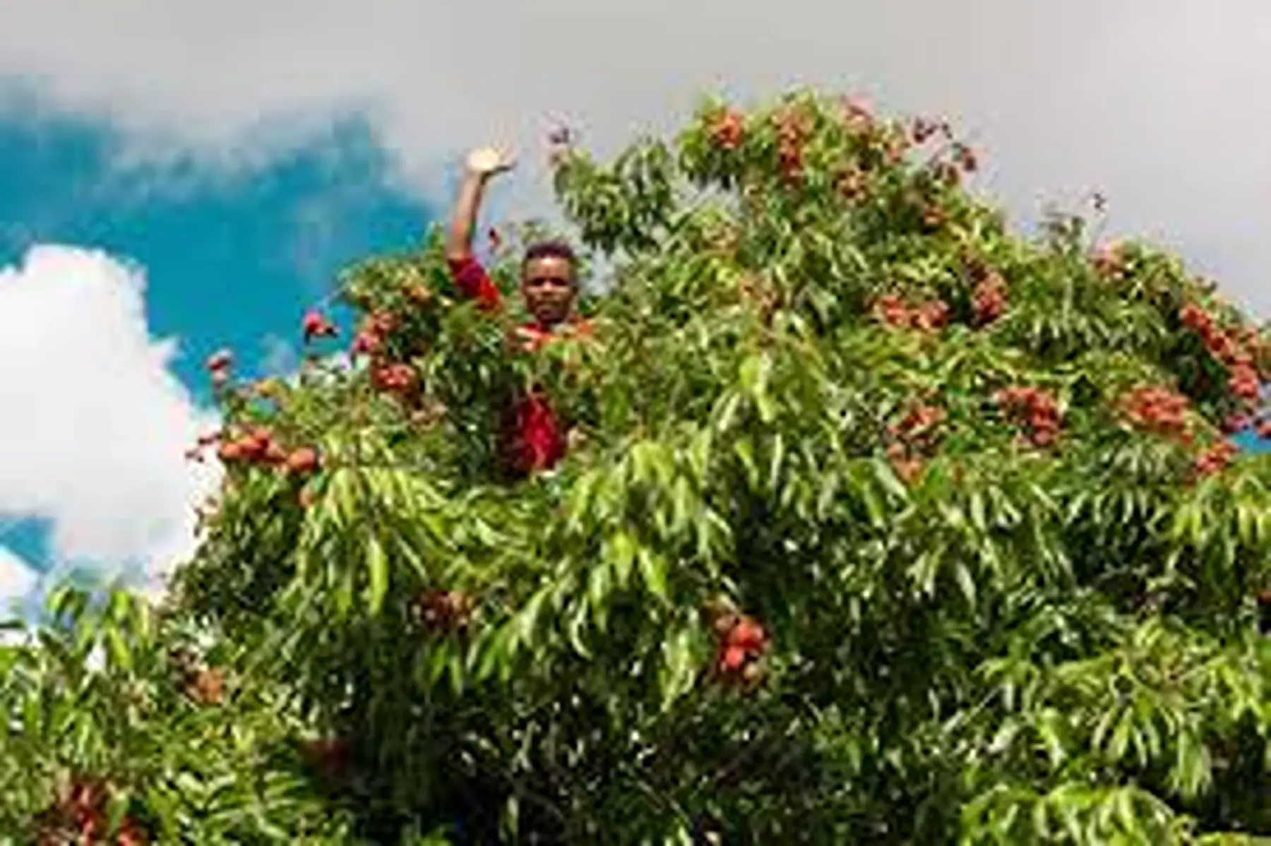1er litchi de Madagascar !