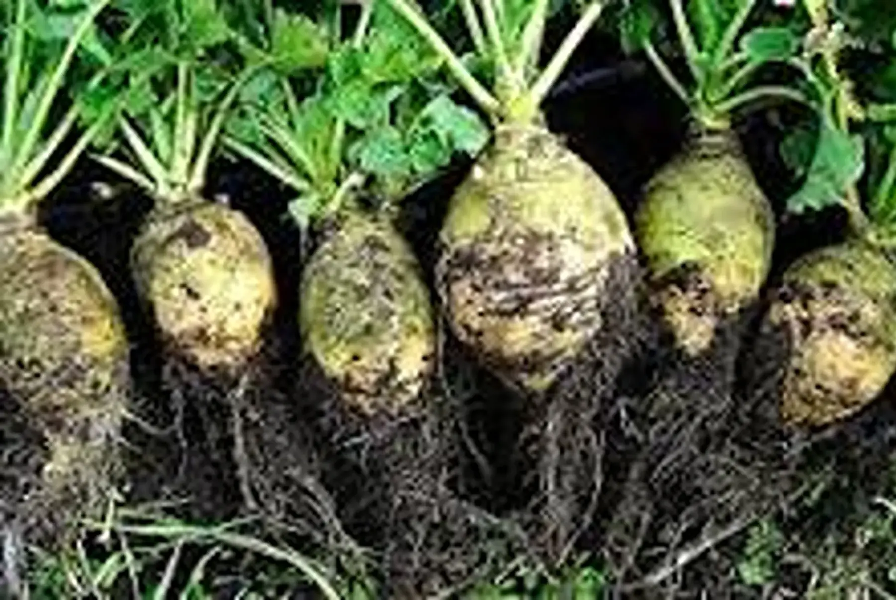 rutabaga de l 'ouest