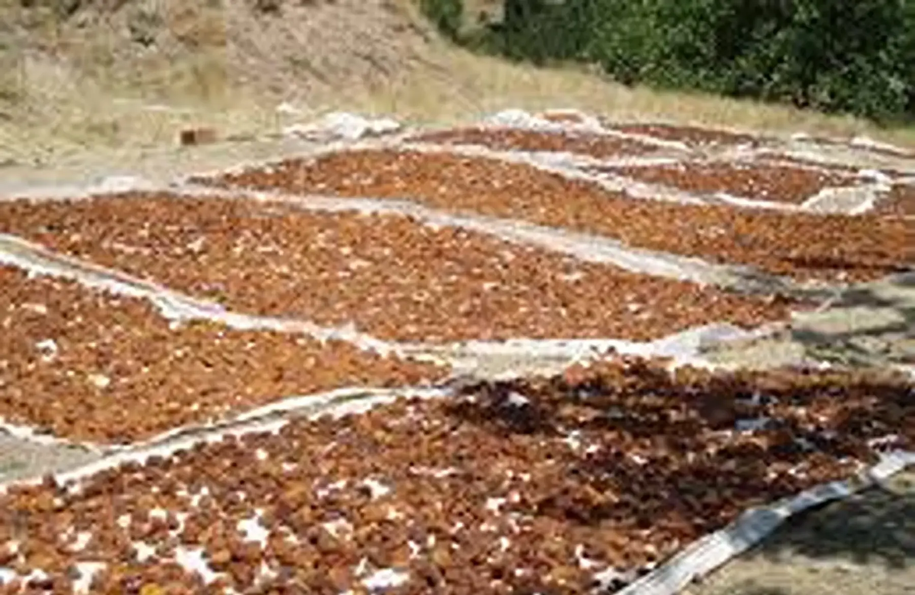 la figue «calabacita» (sud-ouest de l'espagne) région d'extremadura