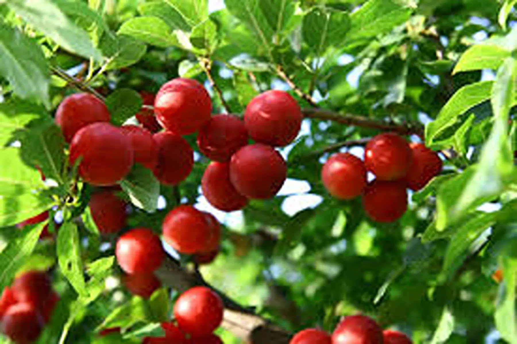 prune quetsches de Lorraine !