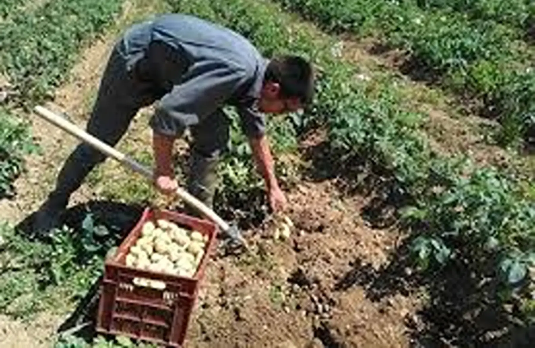 Allianss (ferme) grosse !! du 56