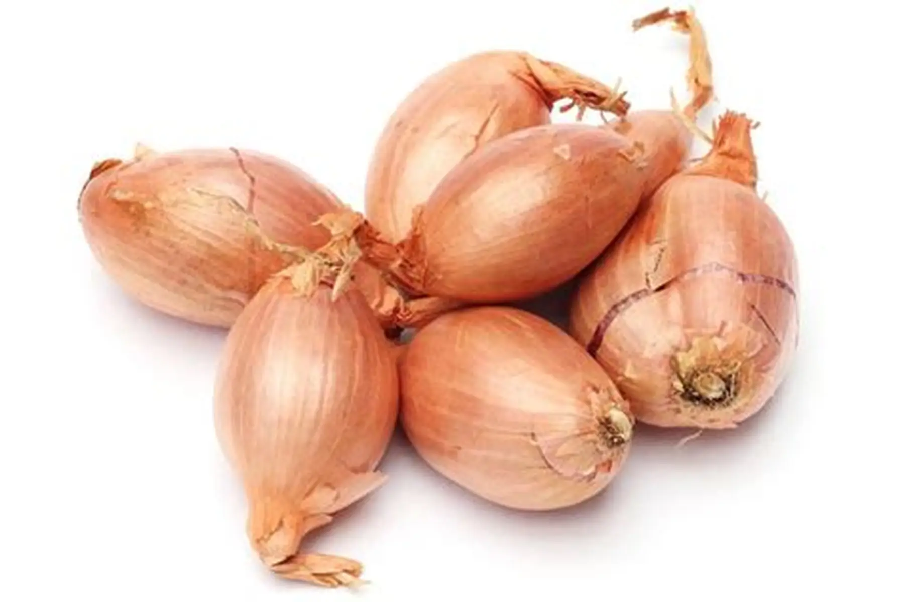 echalotte nouvelle traditionnelle du leon 29