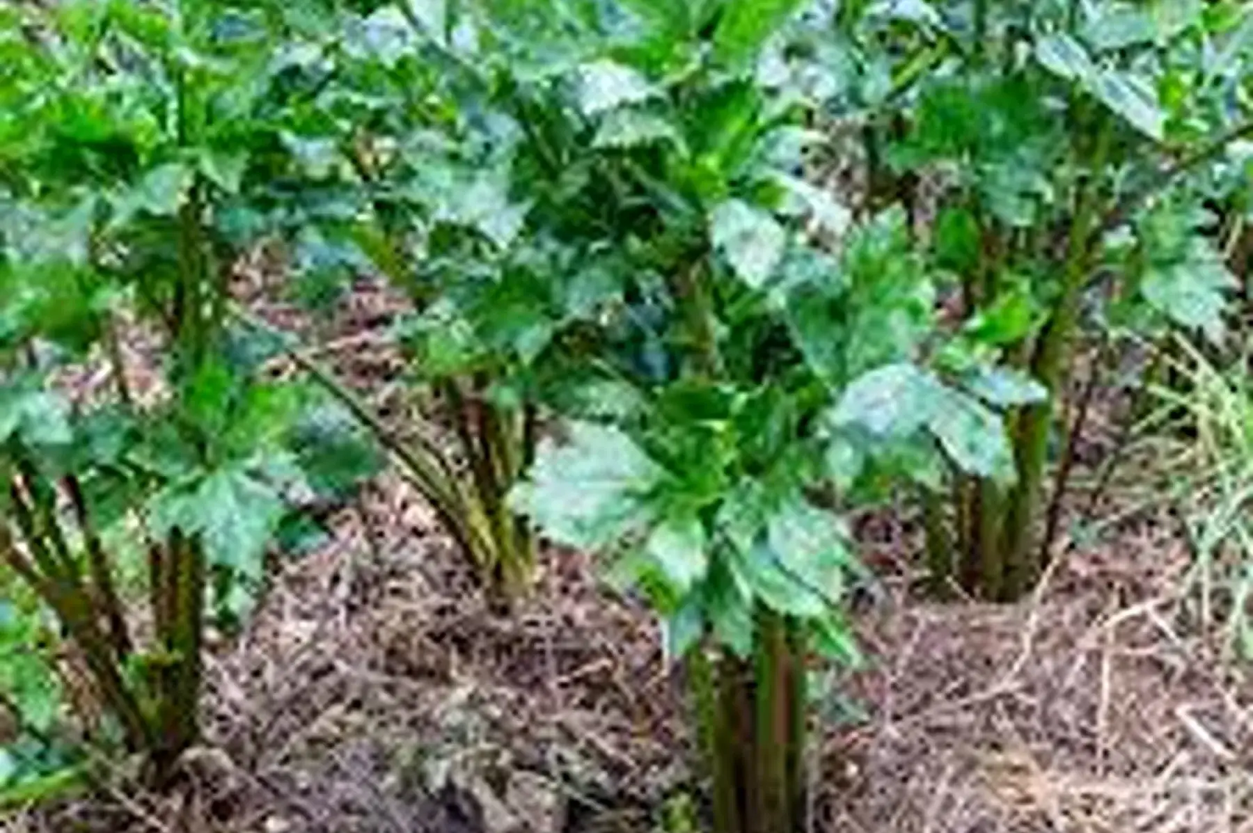 céléri-branche de france en vrac !