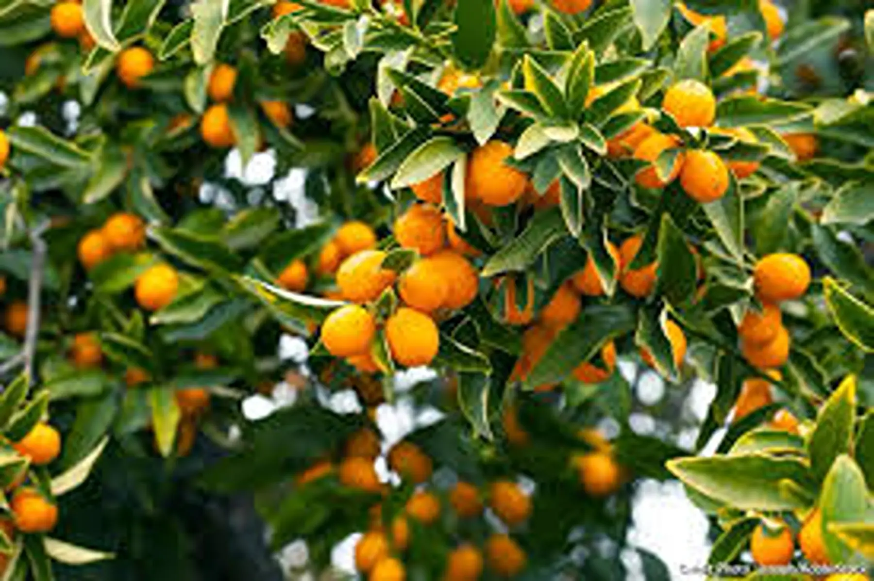 kumquat d' ITALIE (pleins de vitamine !!)