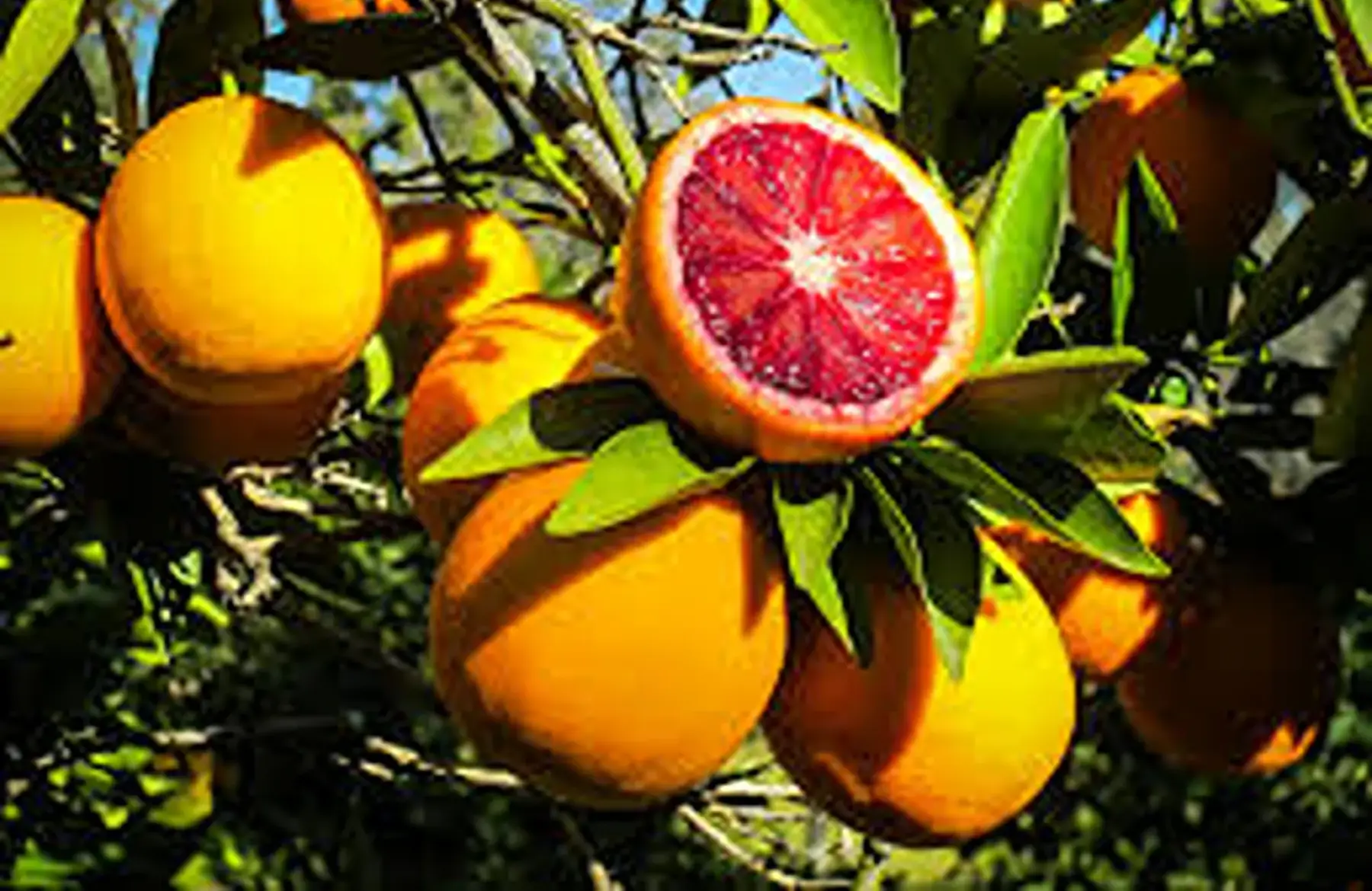 orange demi-sanguine du maroc