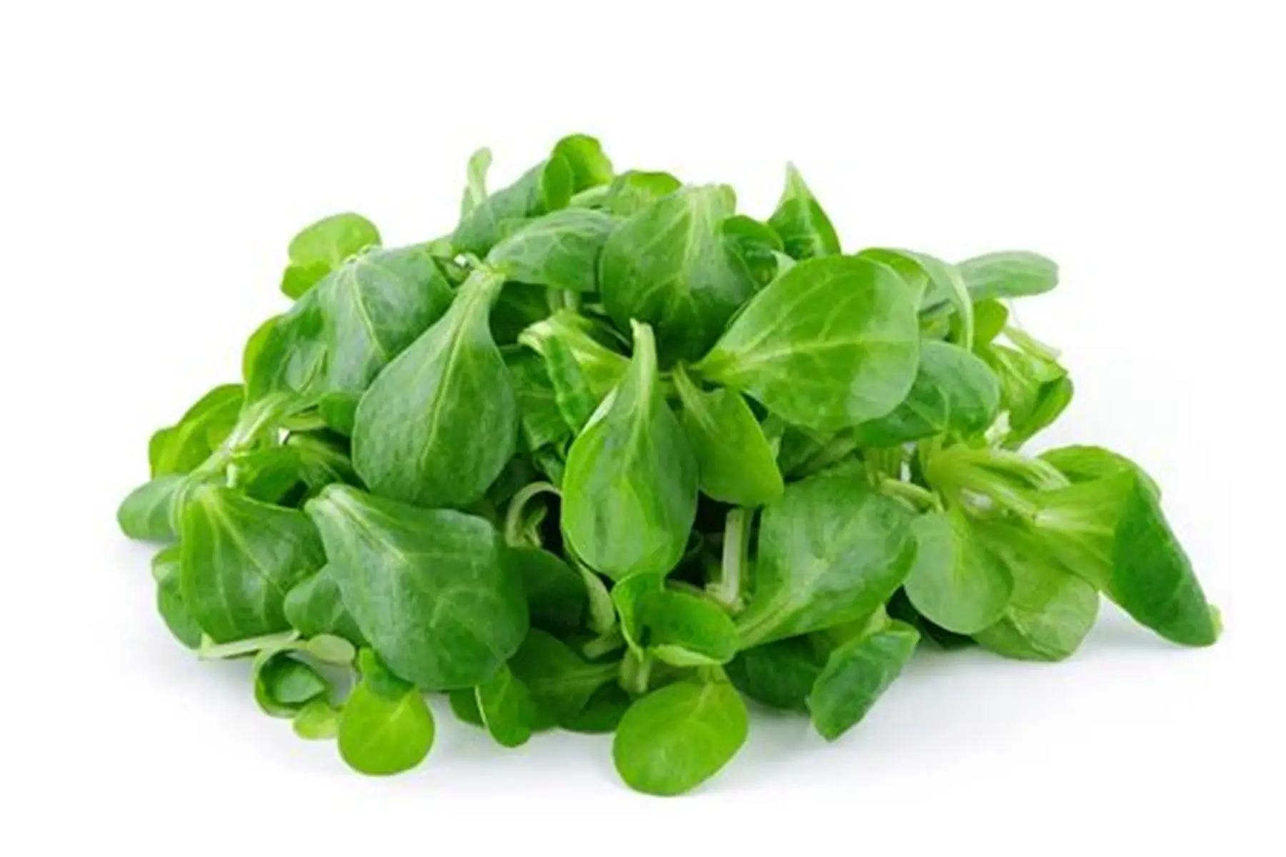 mâche du 44 en vrac ...