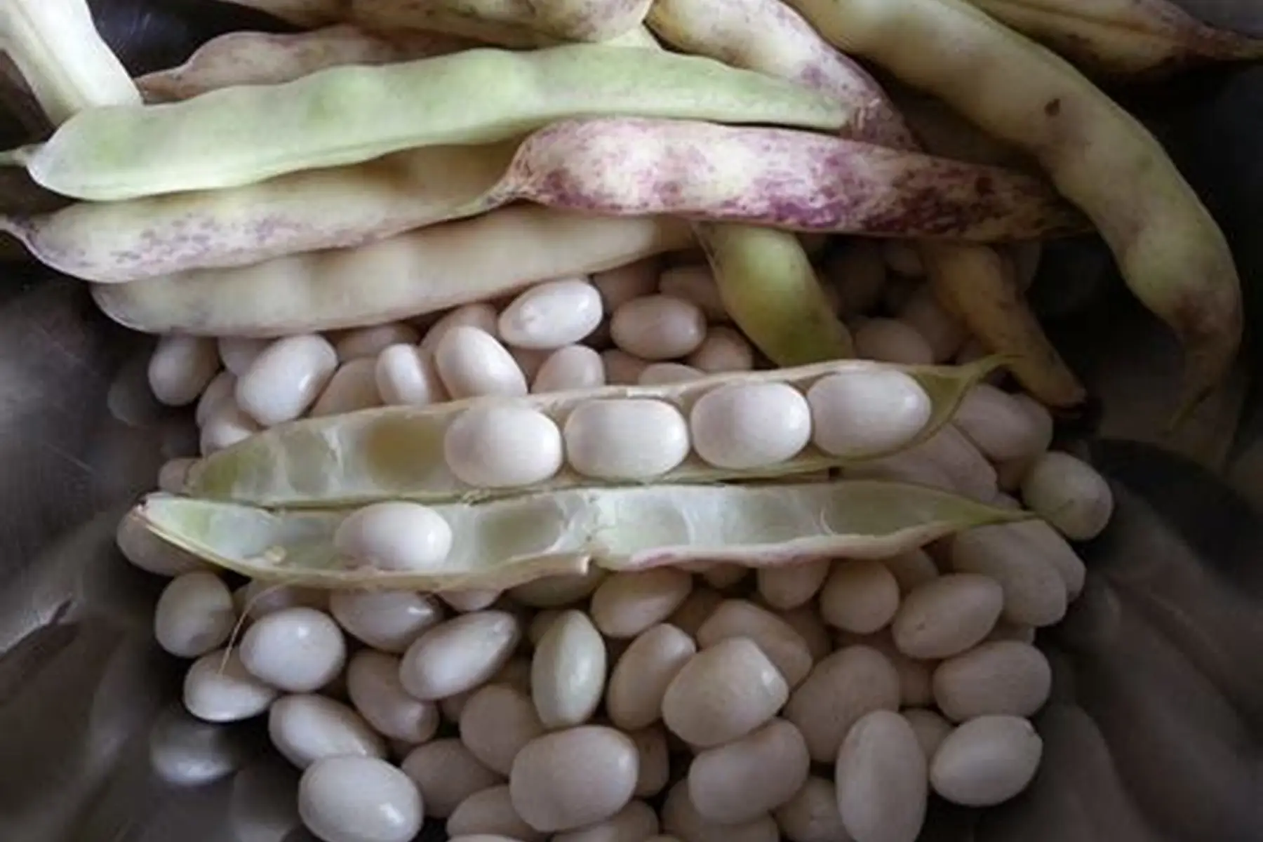 haricot coco paimpol (22)