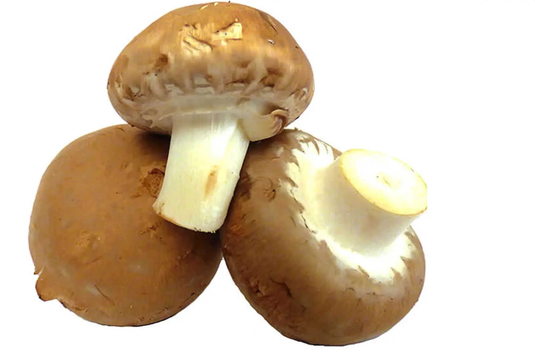 champignons de paris