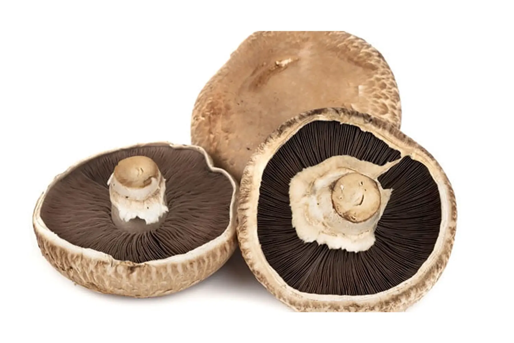 champignon portobello