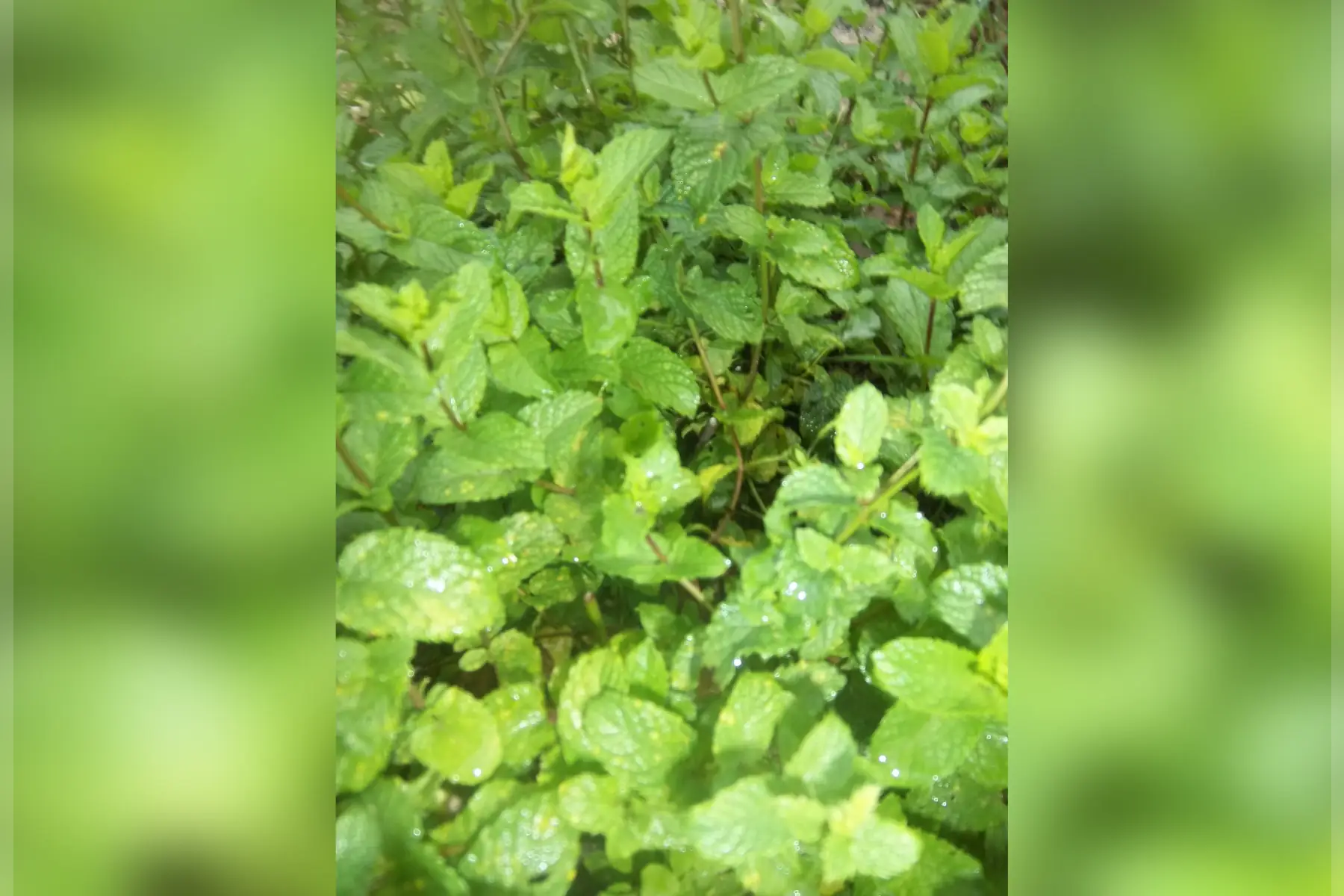 botte de menthe