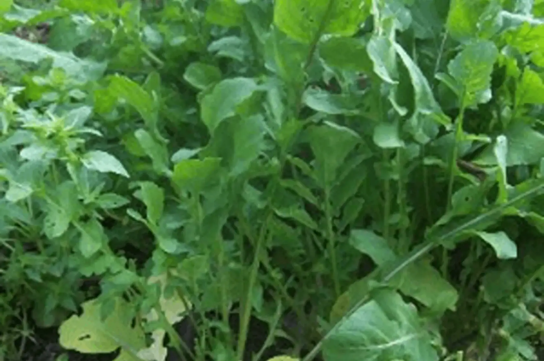 roquette 100g