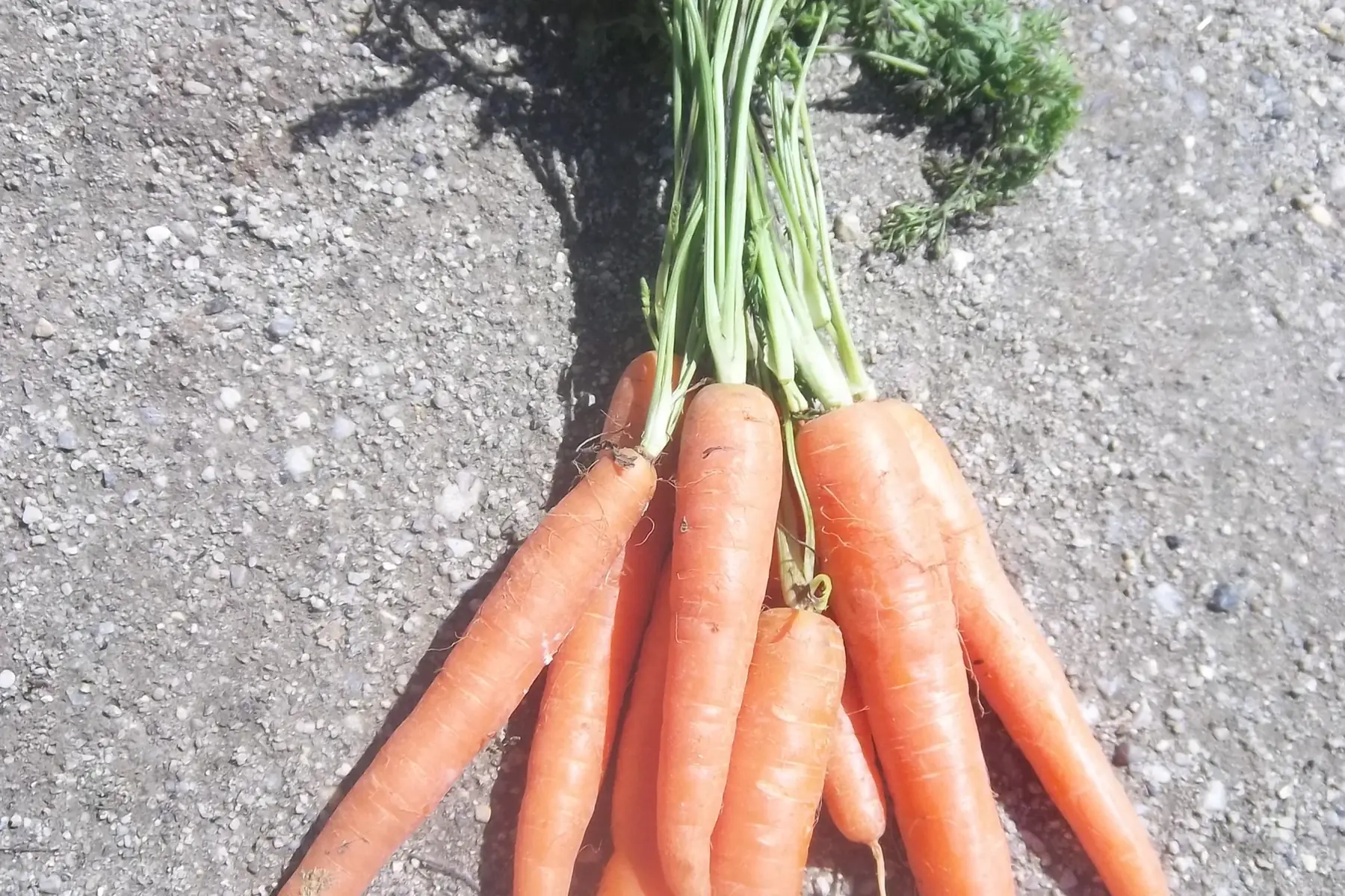 botte de carottes