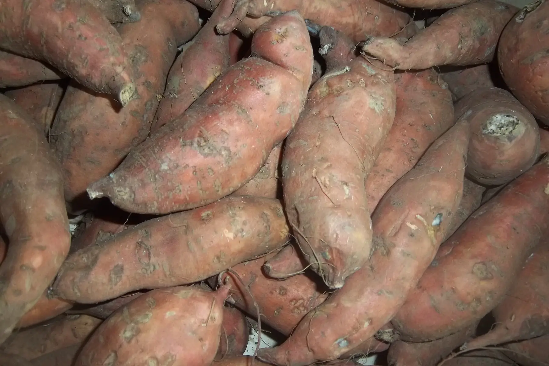 patates douces 1kg