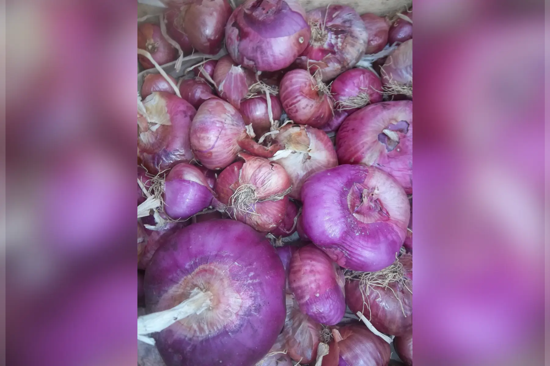oignons rouges 1kg