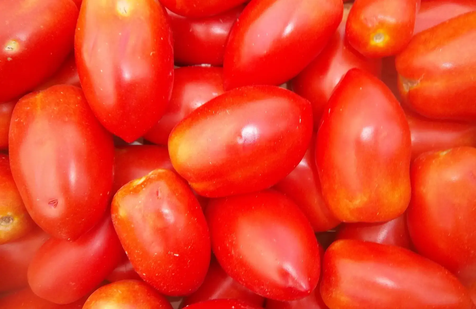 tomates allongées 1kg