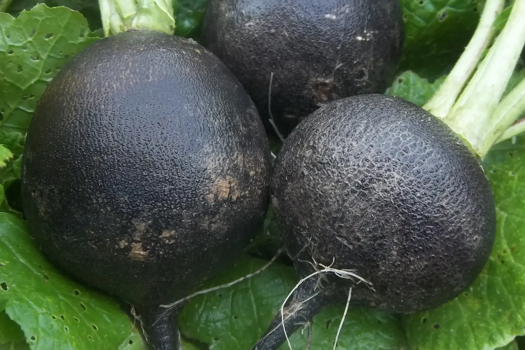 radis noir 500g
