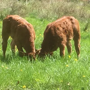 La ferme du Prè du Gras - Sébastien ARNAUD