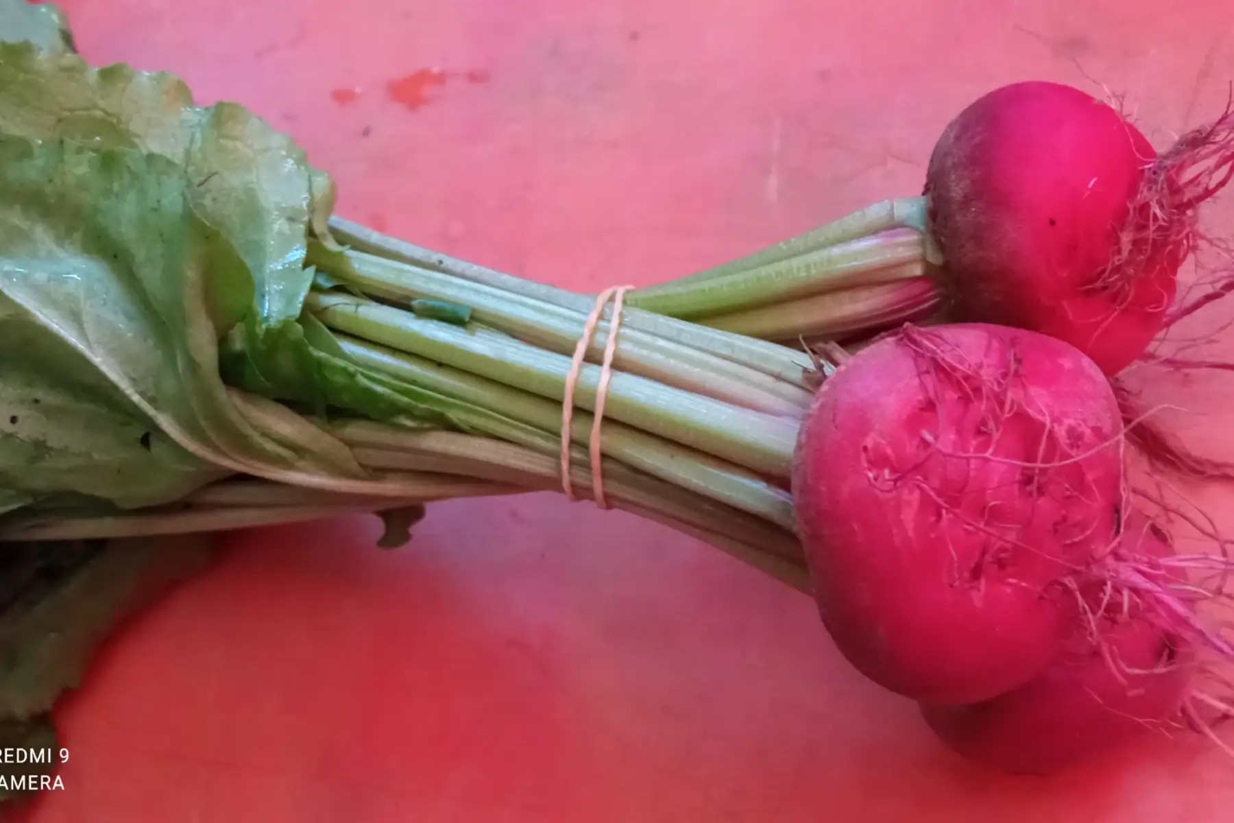 betteraves chioggia (roses)