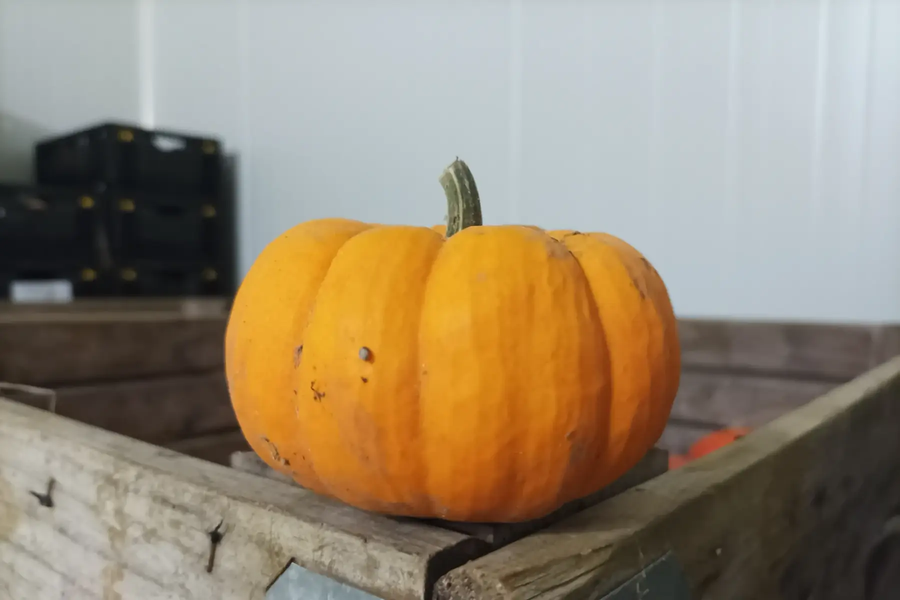 courge jack be little (mini)