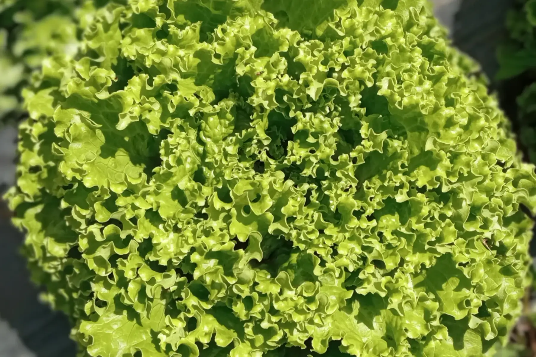 laitue batavia verte