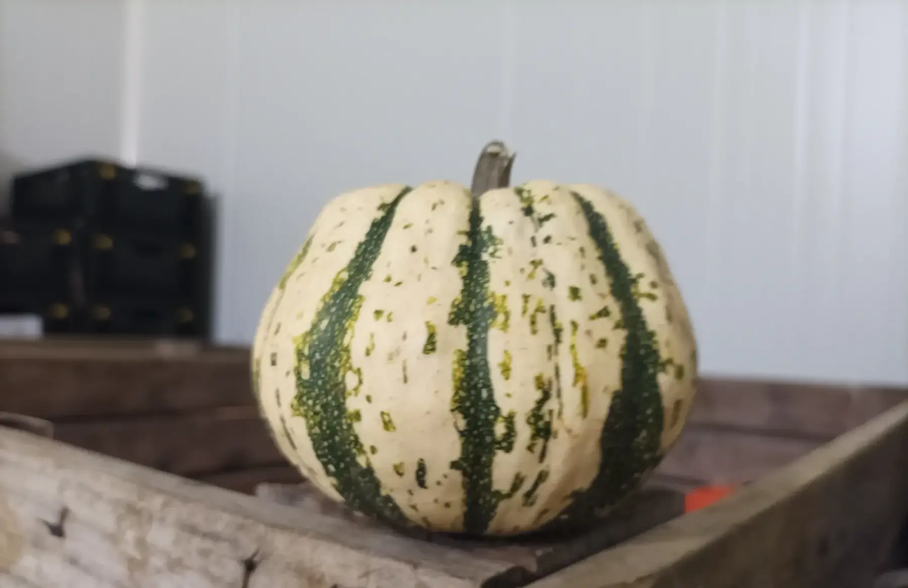 courge patidou