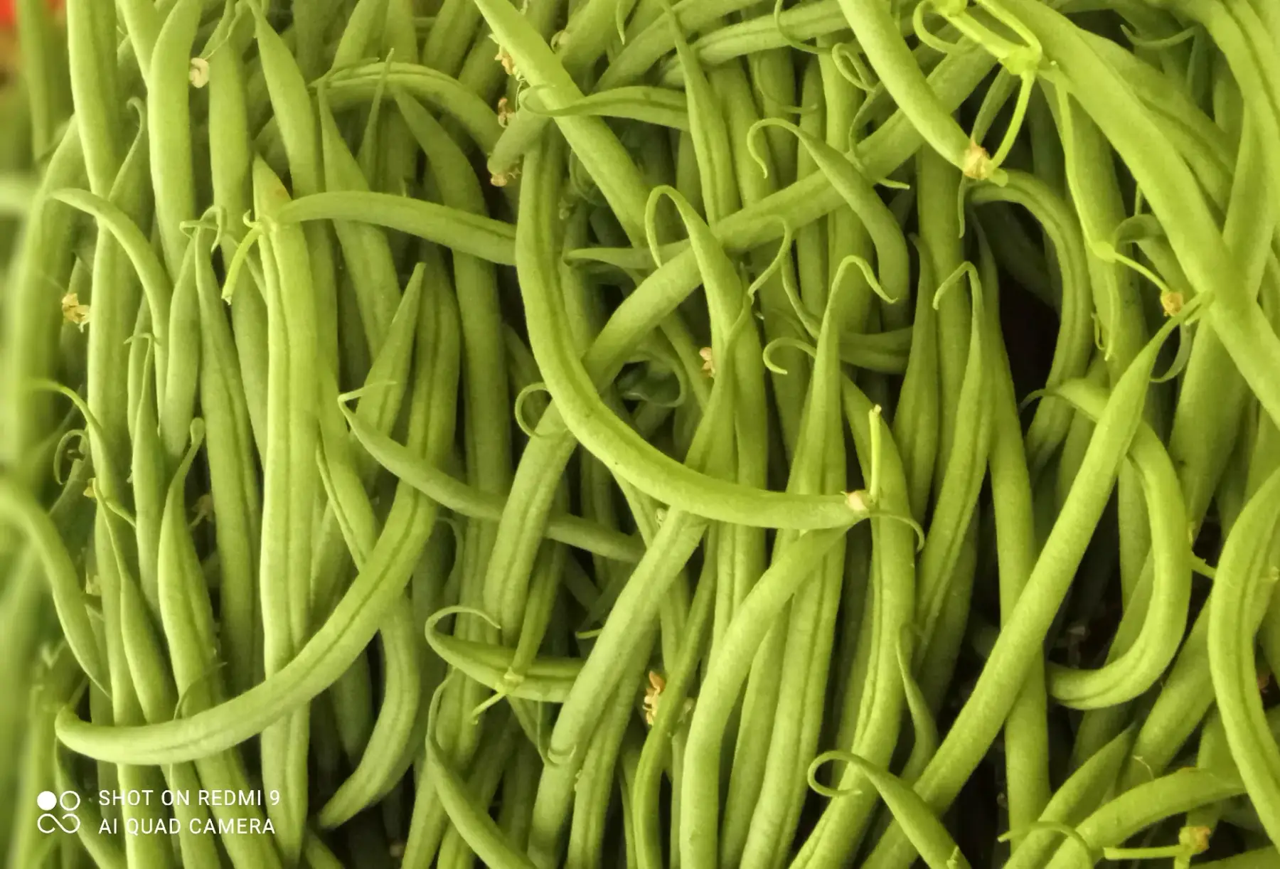 haricots verts