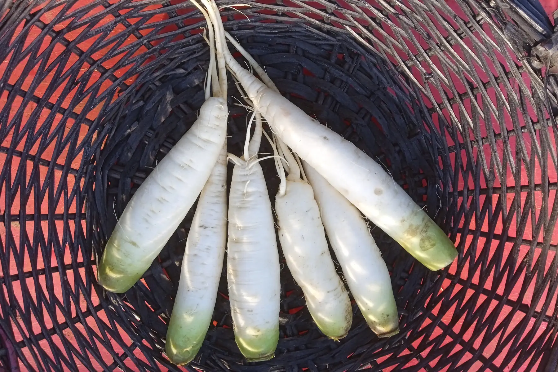 radis d'hiver daïkon