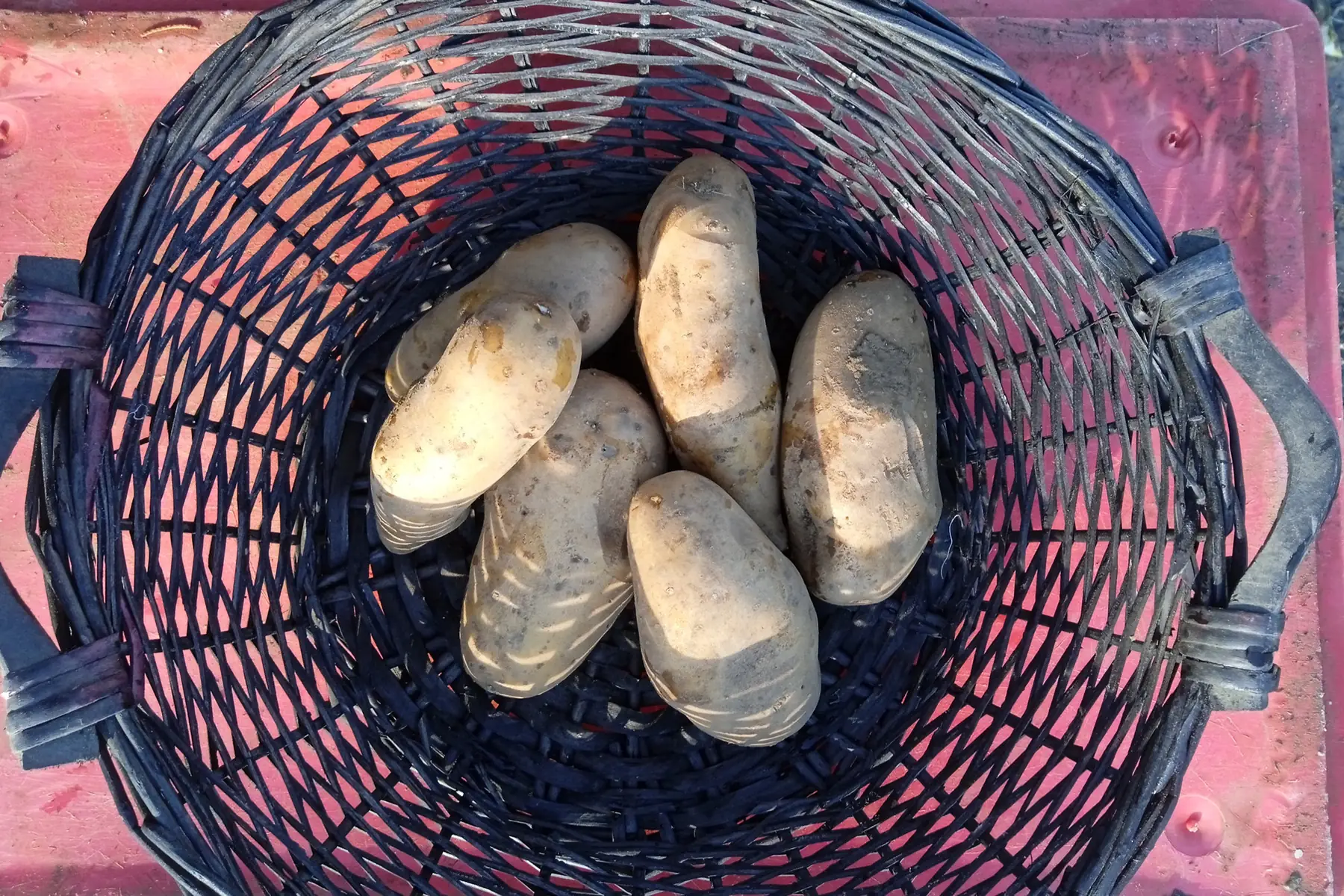 pomme de terre chair tendre