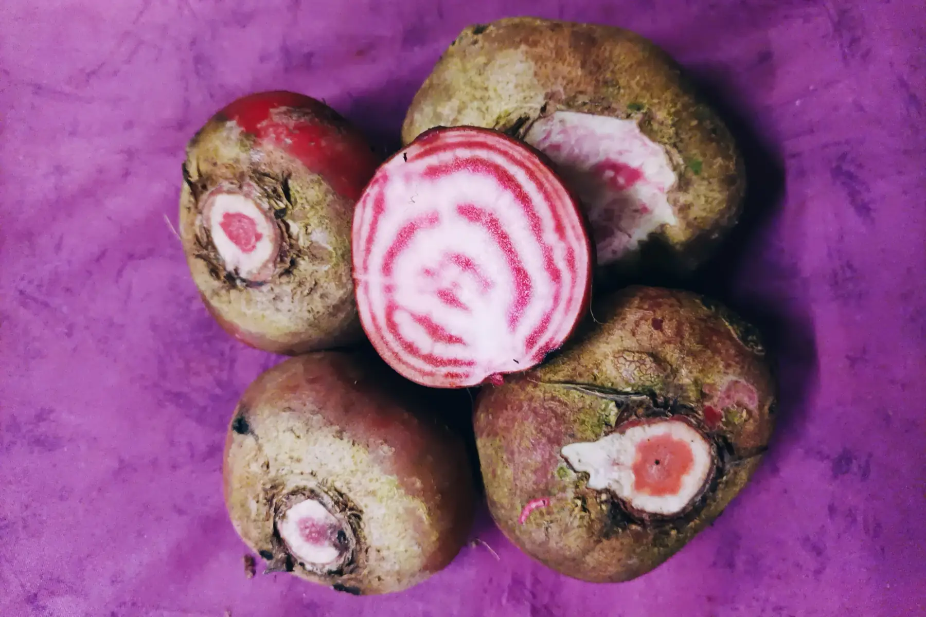 betteraves chioggia (roses)