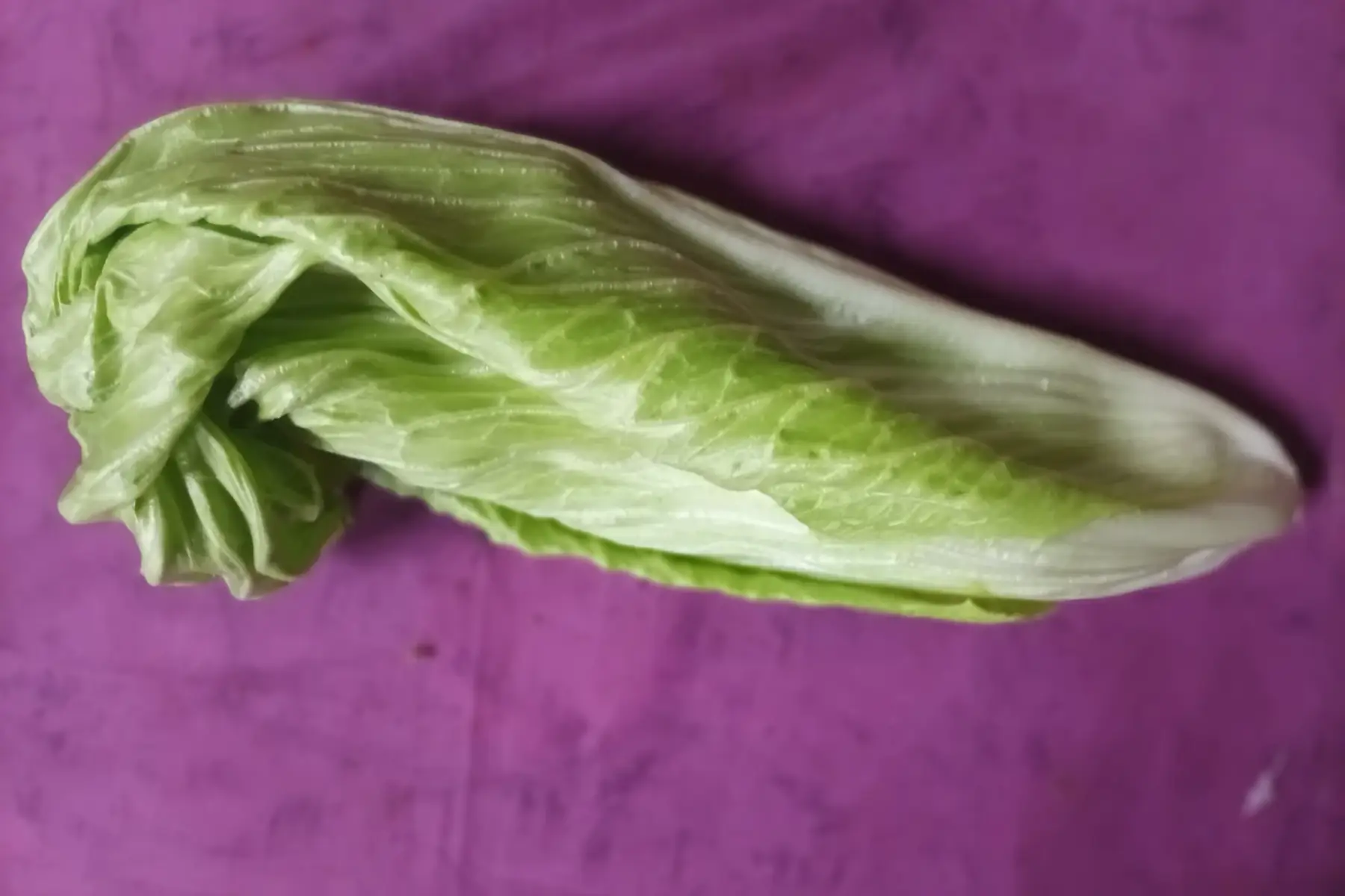 chicorée pain de sucre