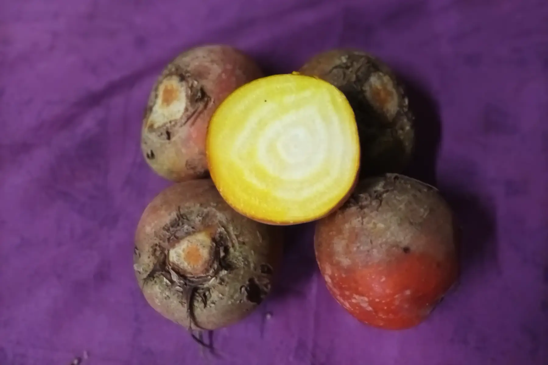 betteraves golden (jaunes)