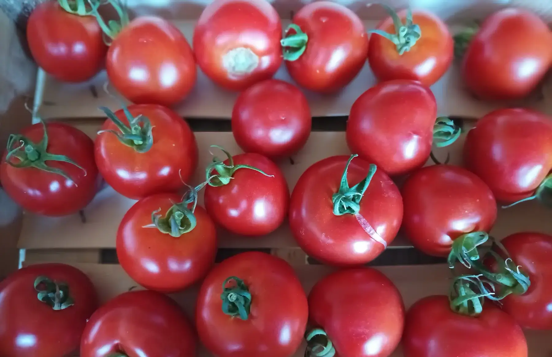 tomates rondes rouges lot 3kg