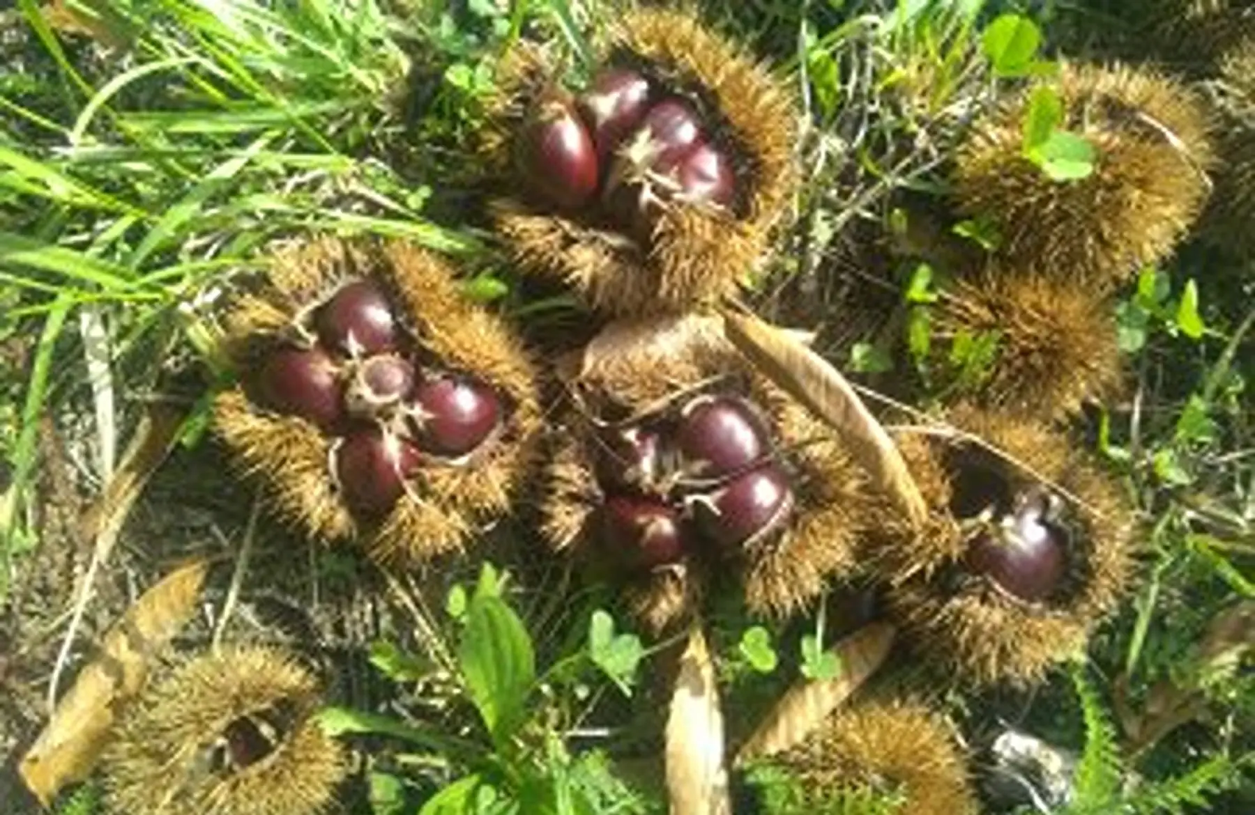 compote de châtaignes