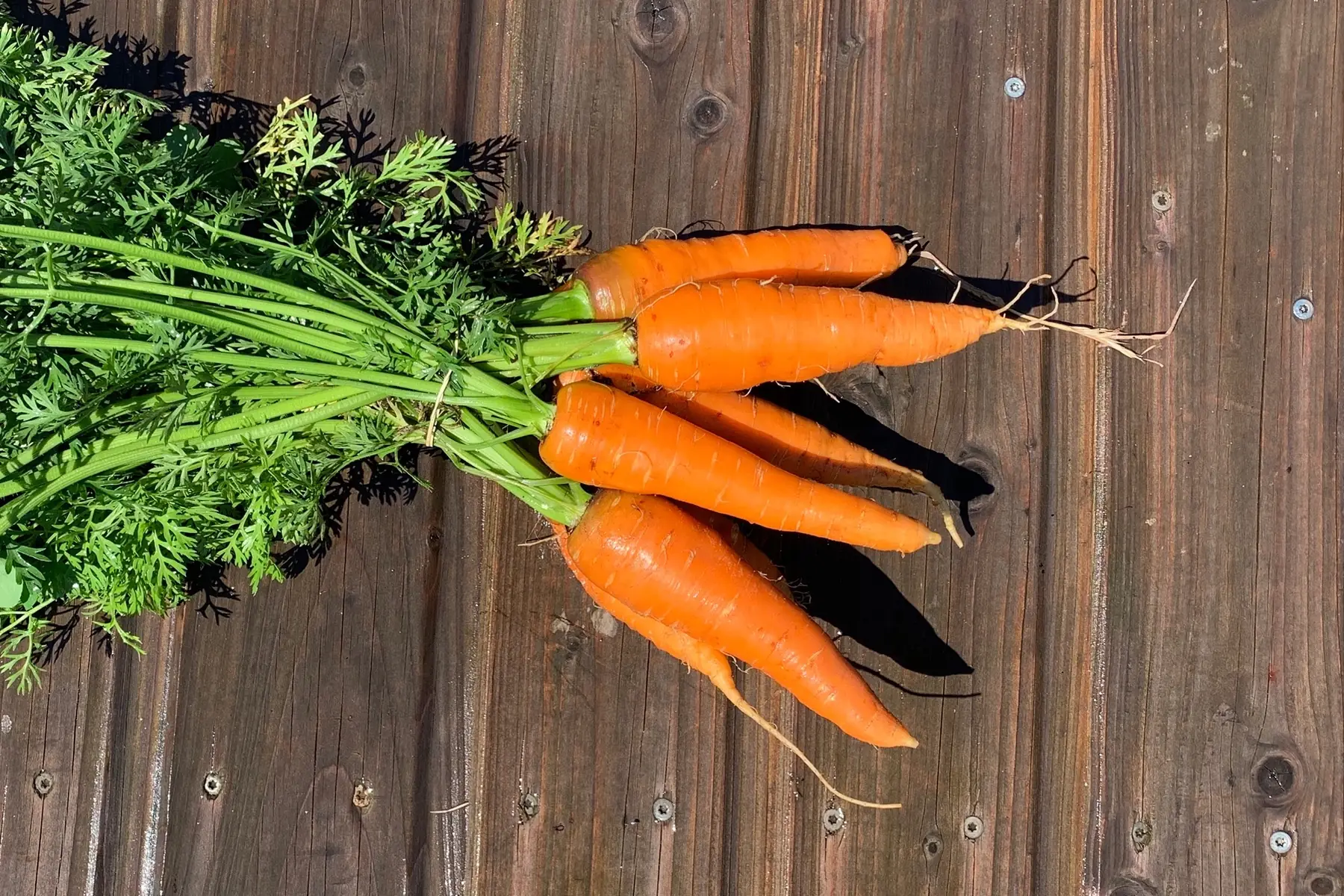 carottes botte