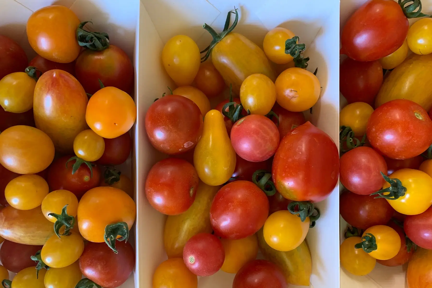 tomates cerises
