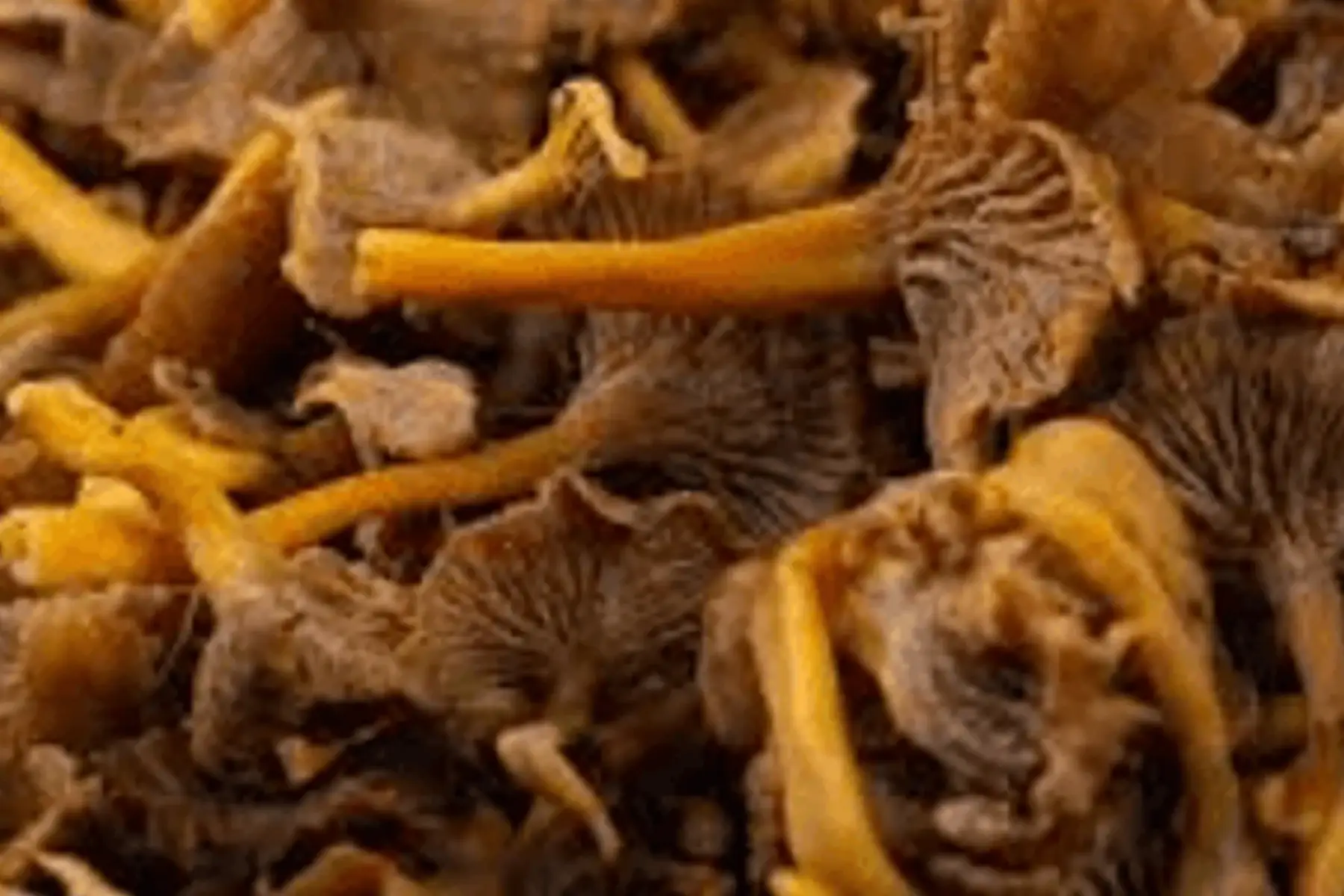 chanterelle grise x 500g
