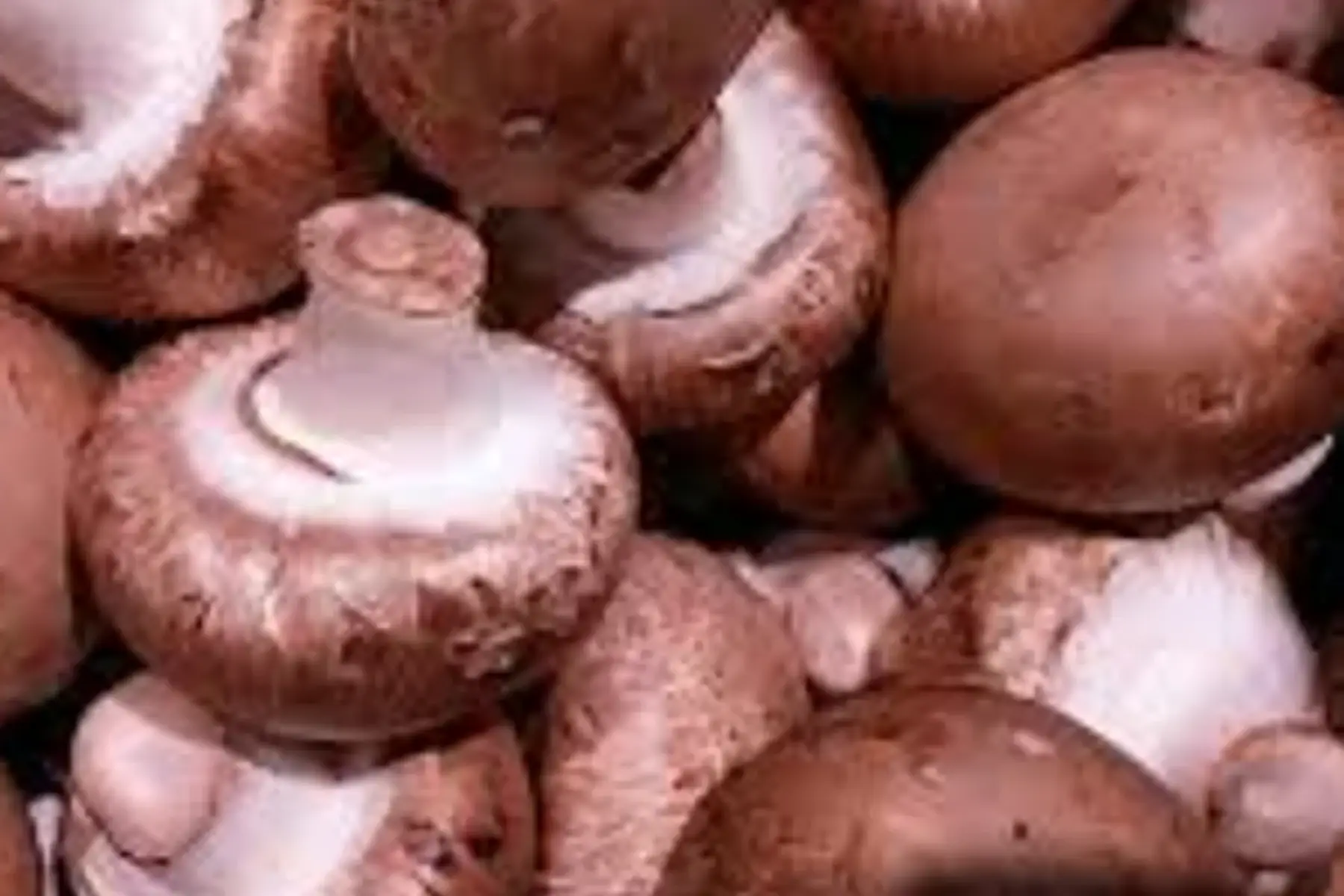 champignons de paris blond 500g